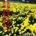 金丝皇菊苗菊花苗大量批发对接全国包成活率保质量