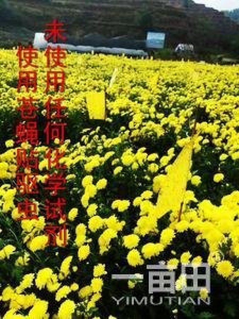金丝皇菊苗菊花苗大量批发对接全国包成活率保质量