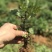 金丝皇菊苗菊花苗大量批发对接全国包成活率保质量