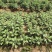 金丝皇菊苗菊花苗大量批发对接全国包成活率保质量