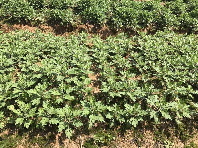 金丝皇菊苗菊花苗大量批发对接全国包成活率保质量