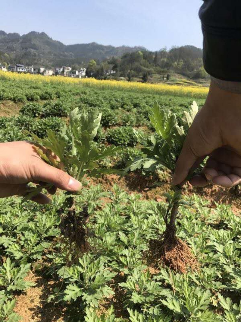 金丝皇菊苗菊花苗大量批发对接全国包成活率保质量