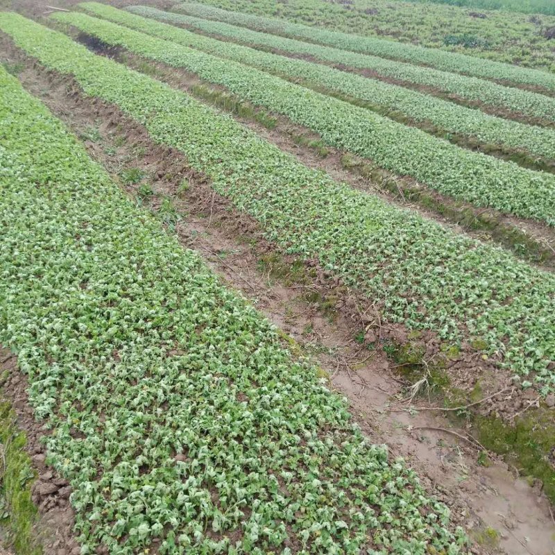 金丝皇菊苗菊花苗大量批发对接全国包成活率保质量