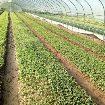 金丝皇菊苗菊花苗大量批发对接全国包成活率保质量