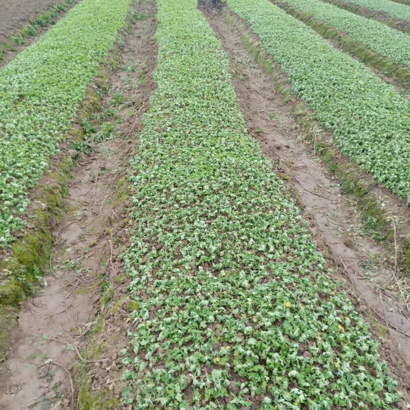 金丝皇菊苗菊花苗大量批发对接全国包成活率保质量