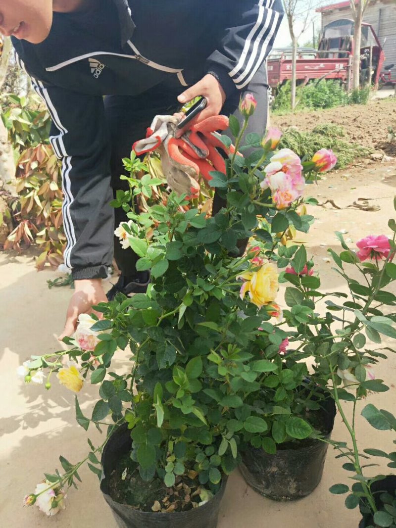大花月季多色大花月季绿化苗木基地直销