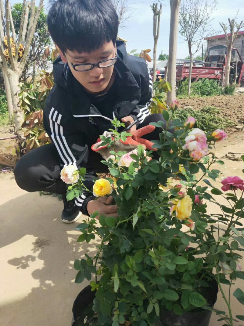 大花月季多色大花月季绿化苗木基地直销