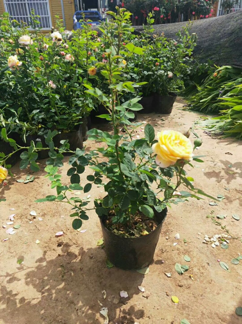 大花月季多色大花月季绿化苗木基地直销