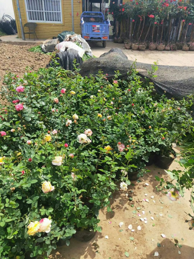 大花月季多色大花月季绿化苗木基地直销