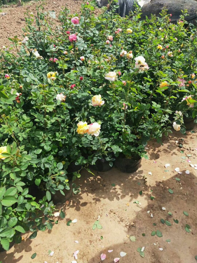 大花月季多色大花月季绿化苗木基地直销