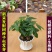 发财树种子四季易活室内盆栽花卉绿植辫子发财树苗独杆发财树