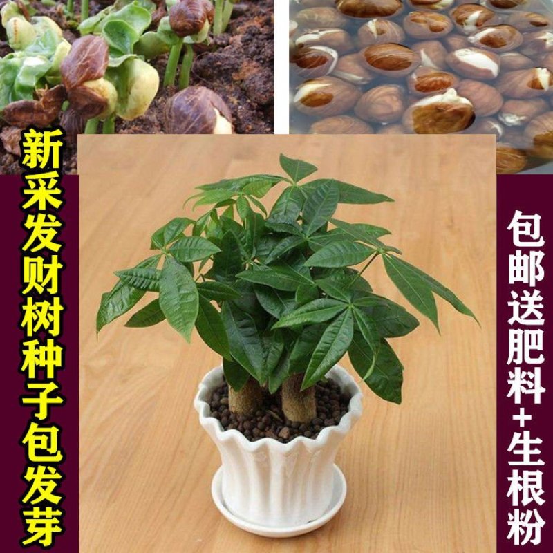 发财树种子四季易活室内盆栽花卉绿植辫子发财树苗独杆发财树