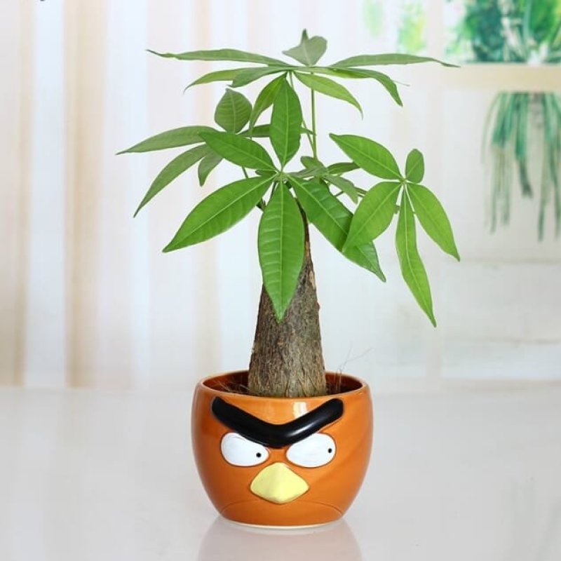 发财树种子四季易活室内盆栽花卉绿植辫子发财树苗独杆发财树