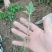 大量批发金丝皇菊苗婺源菊花苗菊花苗