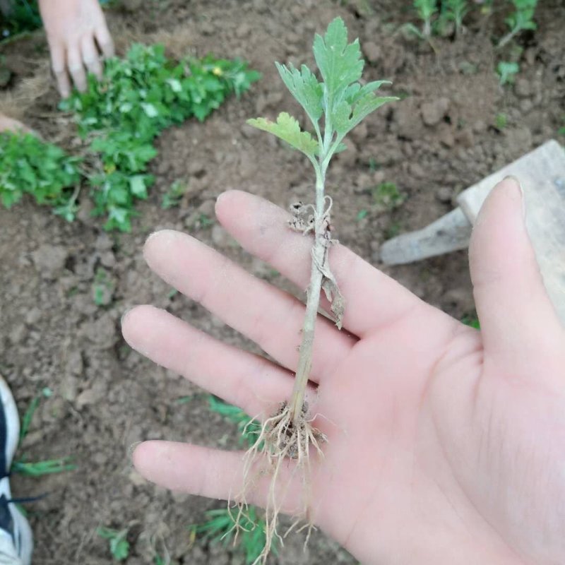 大量批发金丝皇菊苗婺源菊花苗菊花苗