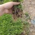 大量批发金丝皇菊苗婺源菊花苗菊花苗