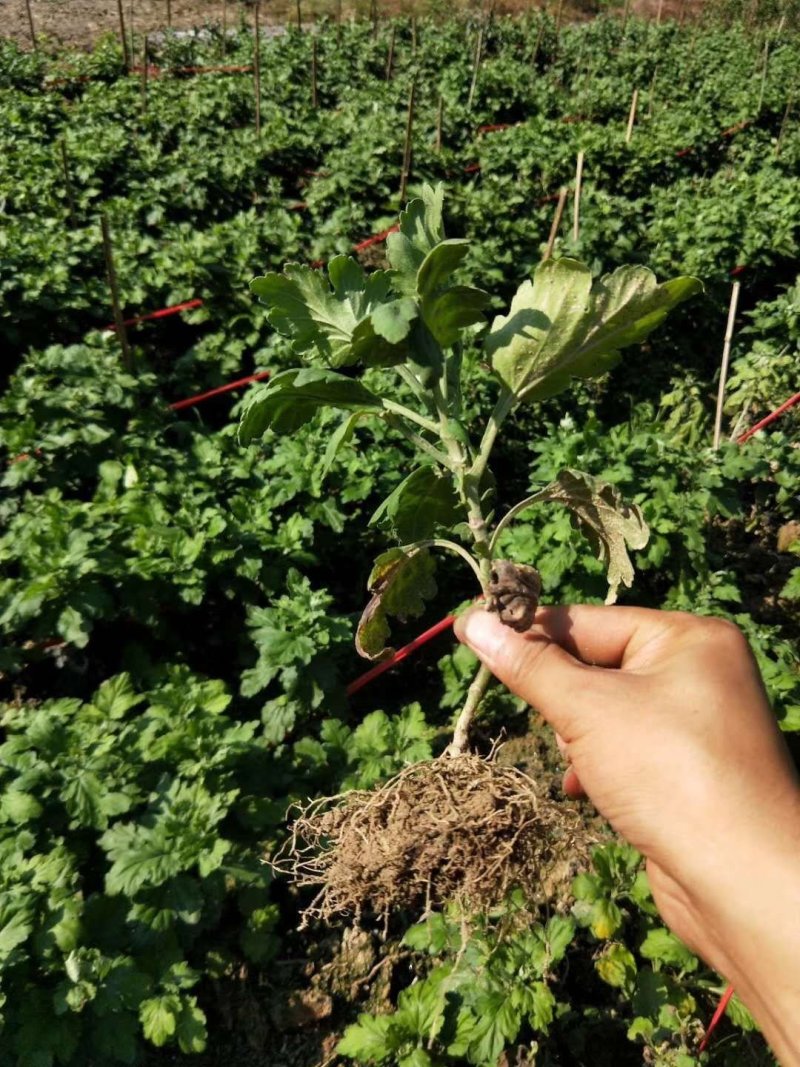 大量批发金丝皇菊苗婺源菊花苗菊花苗