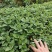 大量批发金丝皇菊苗婺源菊花苗菊花苗