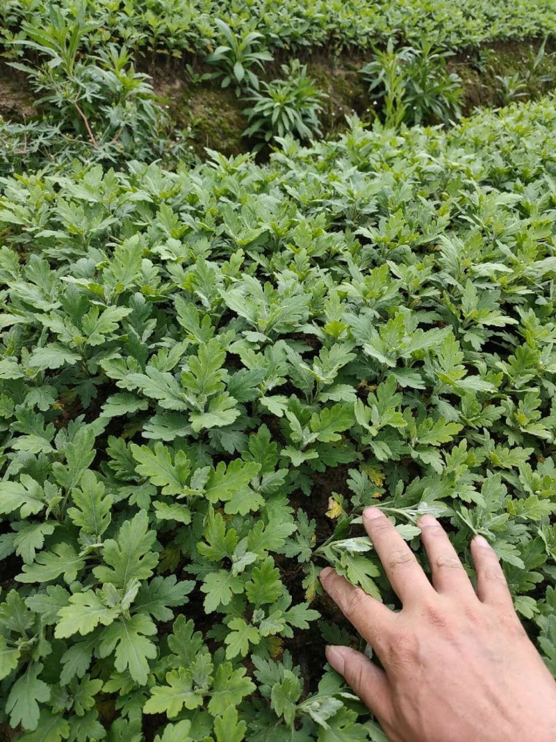 大量批发金丝皇菊苗婺源菊花苗菊花苗