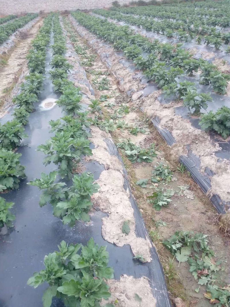 大量批发金丝皇菊苗婺源菊花苗菊花苗