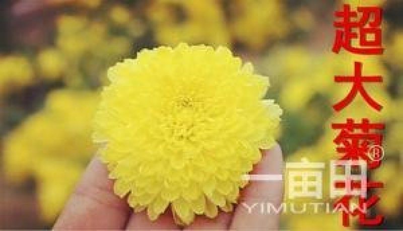 金丝皇菊苗销售，黄山贡菊苗，婺源皇菊苗黄山批发
