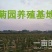金丝皇菊苗销售，黄山贡菊苗，婺源皇菊苗黄山批发