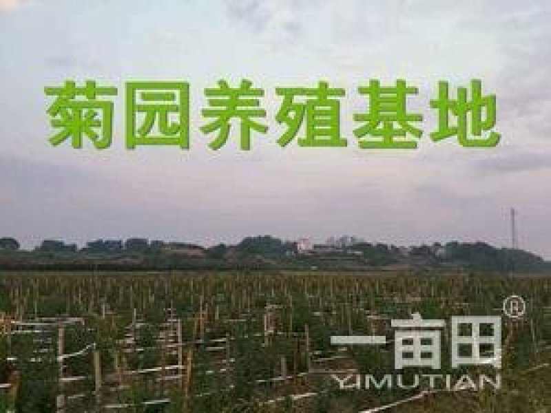 金丝皇菊苗销售，黄山贡菊苗，婺源皇菊苗黄山批发
