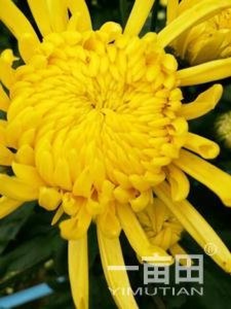 金丝皇菊苗销售，黄山贡菊苗，婺源皇菊苗黄山批发