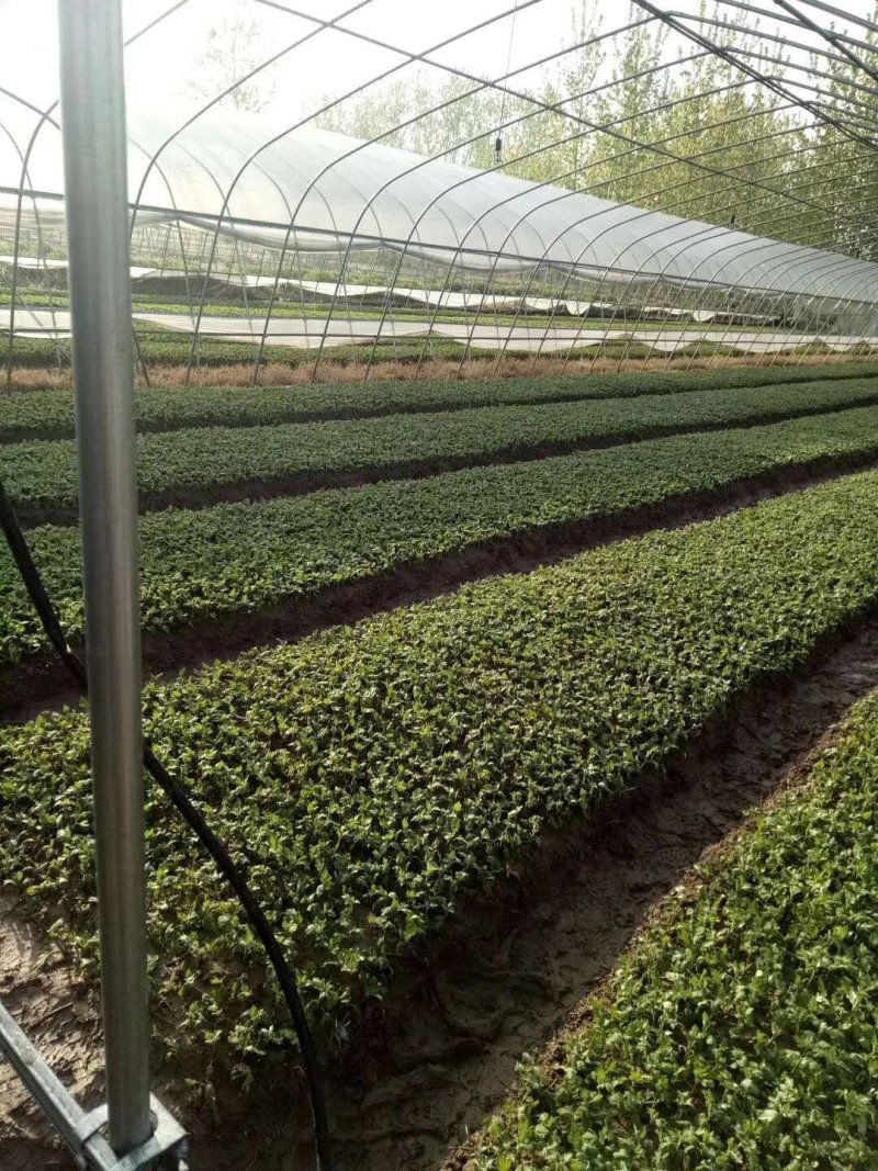 金丝皇菊苗销售，黄山贡菊苗，婺源皇菊苗黄山批发