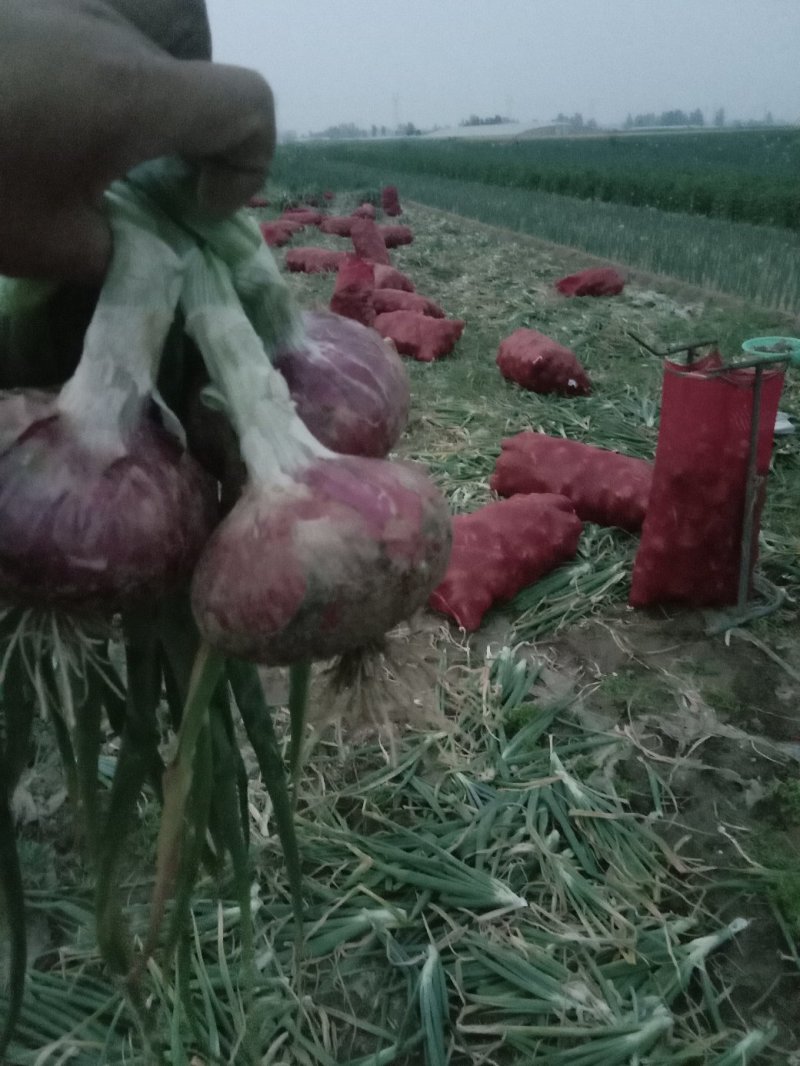 洋葱二红洋葱，二红洋葱洋葱优质二红洋葱！