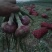 洋葱二红洋葱，二红洋葱洋葱优质二红洋葱！
