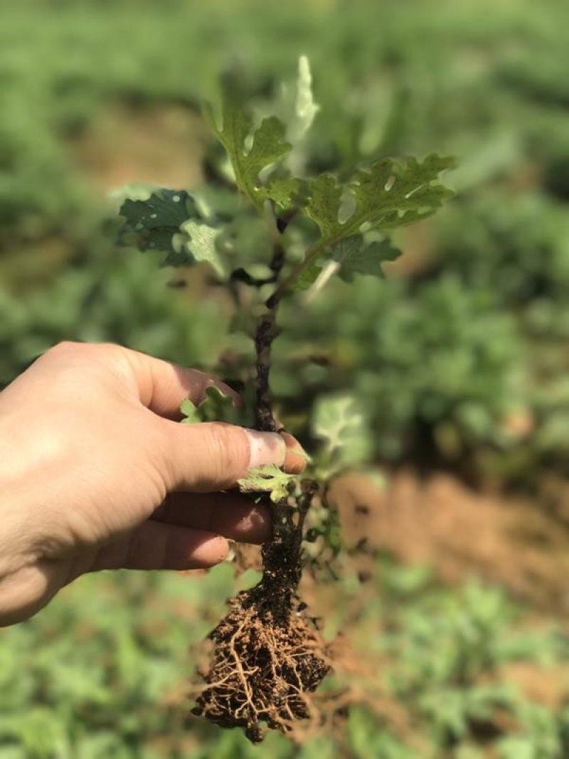 黄山金丝皇菊苗婺源皇菊苗徽州黄菊苗贡菊苗菊花苗