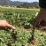 黄山金丝皇菊苗婺源皇菊苗徽州黄菊苗贡菊苗菊花苗