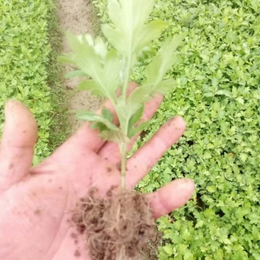 黄山金丝皇菊苗婺源皇菊苗徽州黄菊苗贡菊苗菊花苗