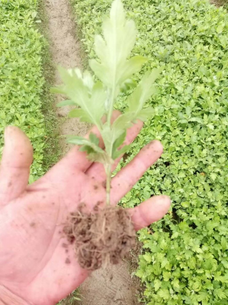 黄山金丝皇菊苗婺源皇菊苗徽州黄菊苗贡菊苗菊花苗