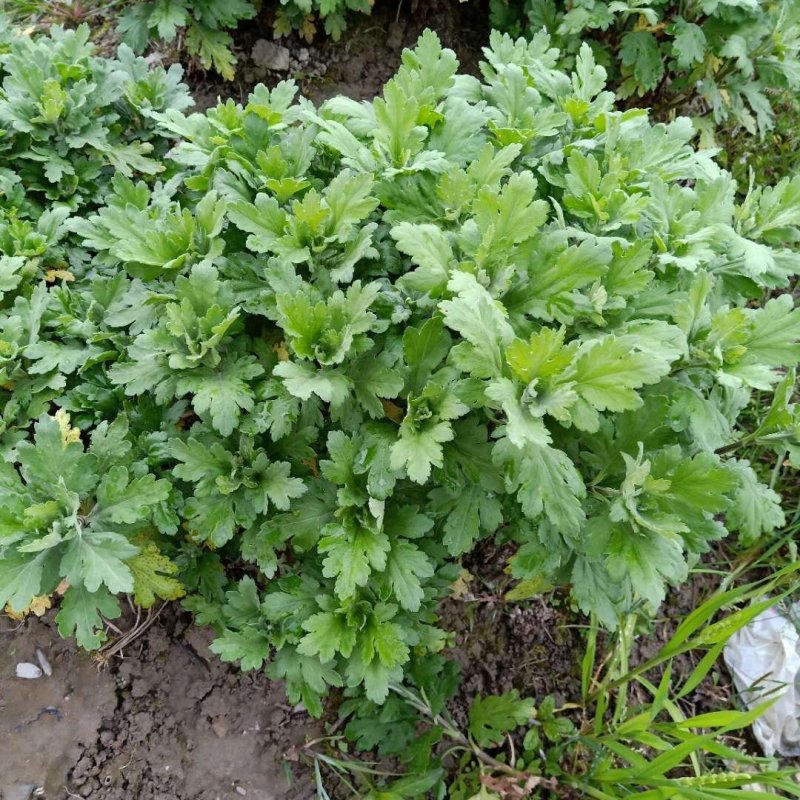 黄山金丝皇菊苗婺源皇菊苗徽州黄菊苗贡菊苗菊花苗