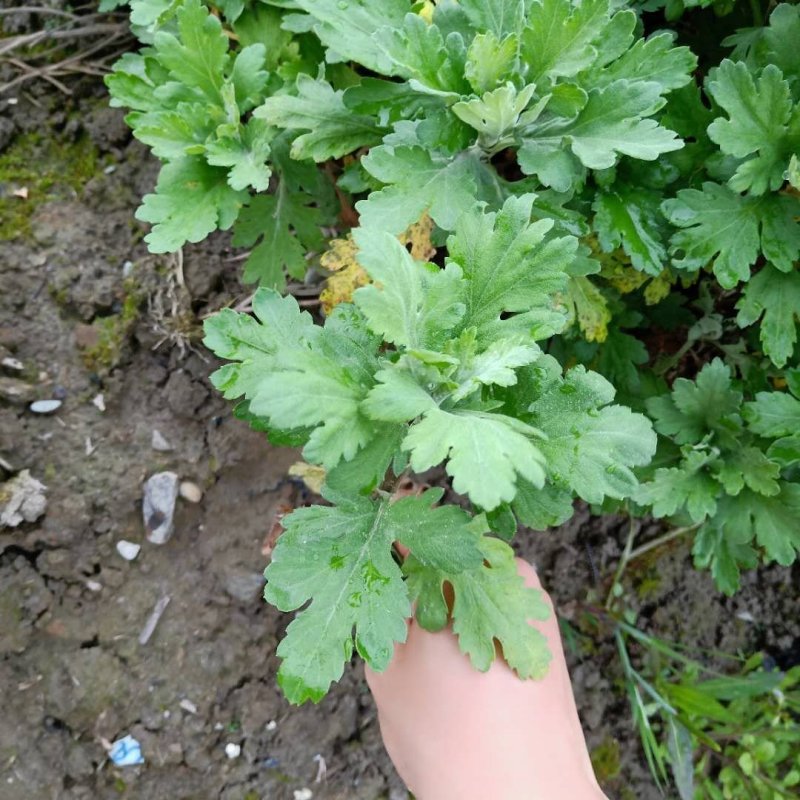 黄山金丝皇菊苗婺源皇菊苗徽州黄菊苗贡菊苗菊花苗