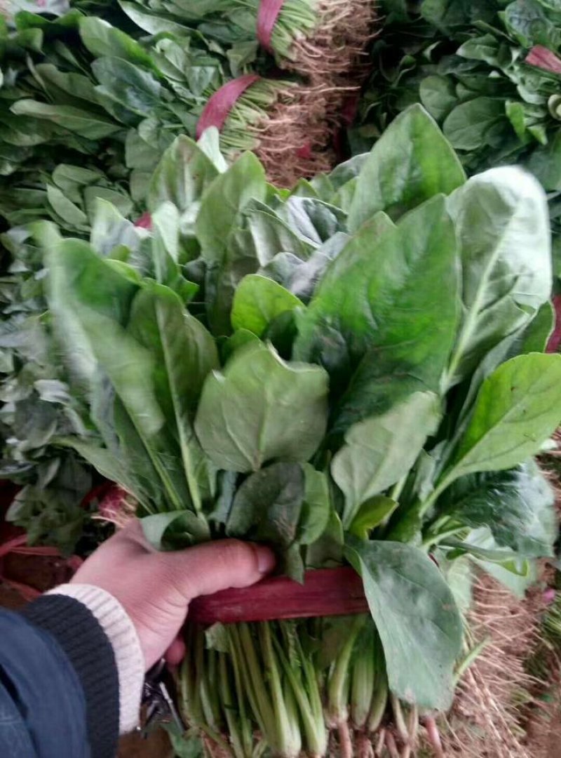精品，菠菜，可以视频看货，大量现货供应，
