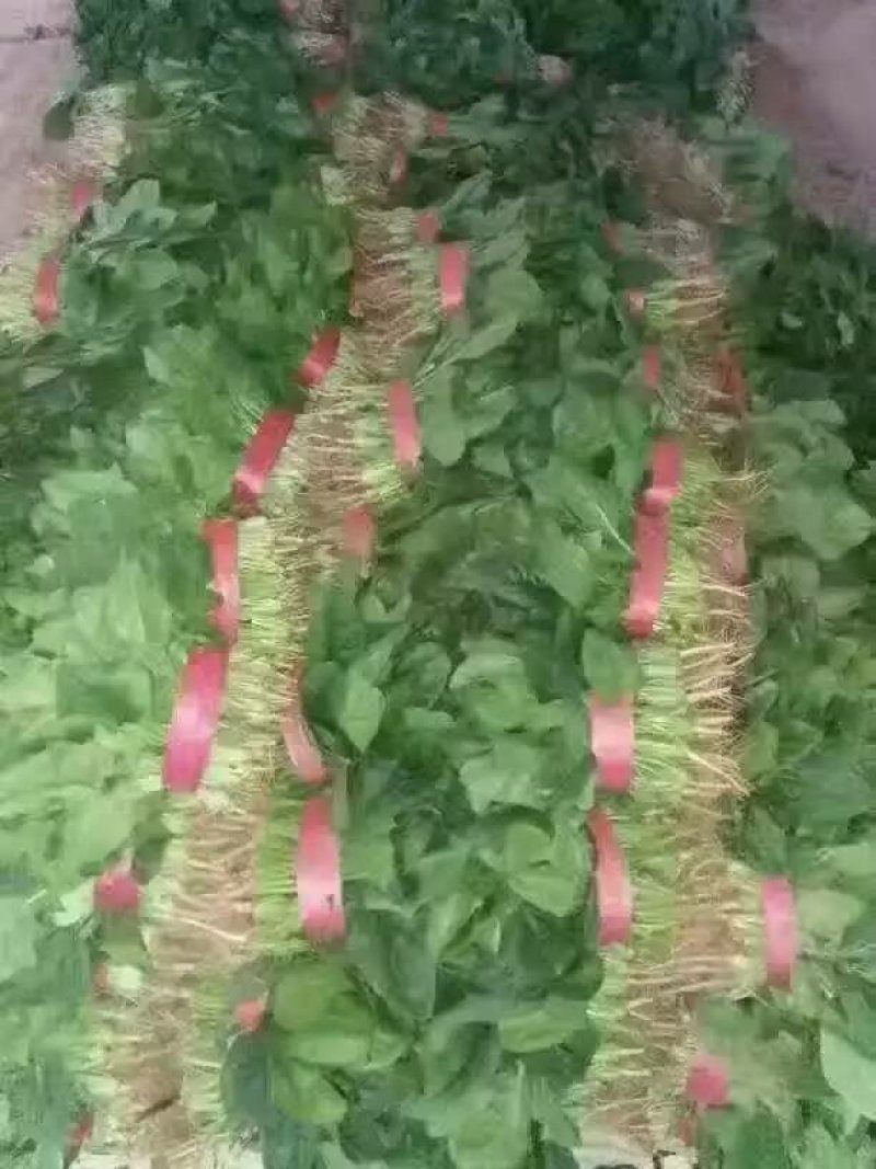 精品，菠菜，可以视频看货，大量现货供应，