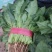 精品，菠菜，可以视频看货，大量现货供应，