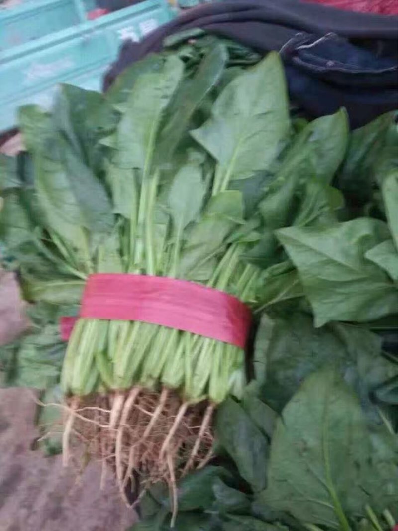 精品，菠菜，可以视频看货，大量现货供应，
