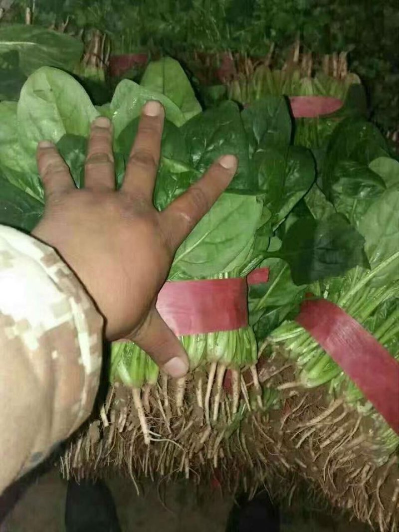 精品，菠菜，可以视频看货，大量现货供应，