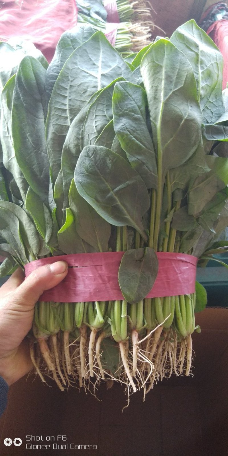 精品，菠菜，可以视频看货，大量现货供应，