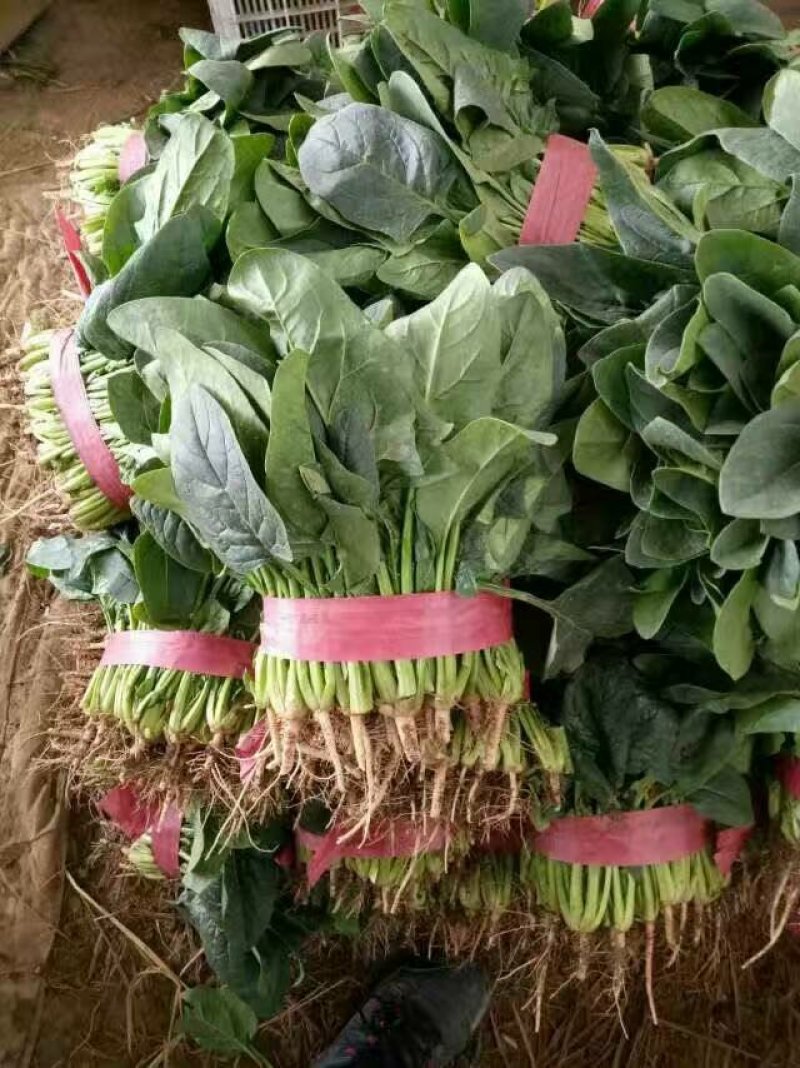 精品，菠菜，可以视频看货，大量现货供应，