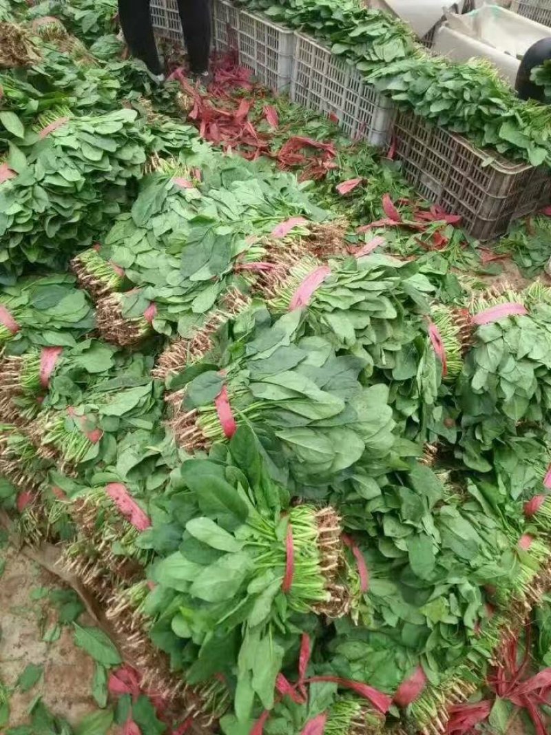 精品，菠菜，可以视频看货，大量现货供应，