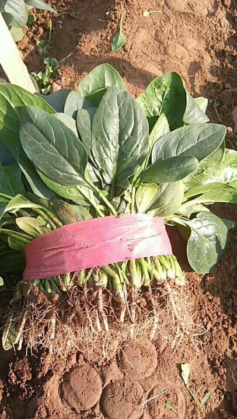 精品，菠菜，可以视频看货，大量现货供应，