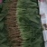 精品，菠菜，可以视频看货，大量现货供应，