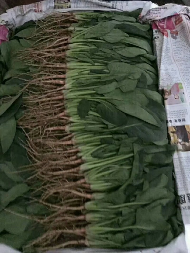精品，菠菜，可以视频看货，大量现货供应，