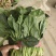 精品，菠菜，可以视频看货，大量现货供应，