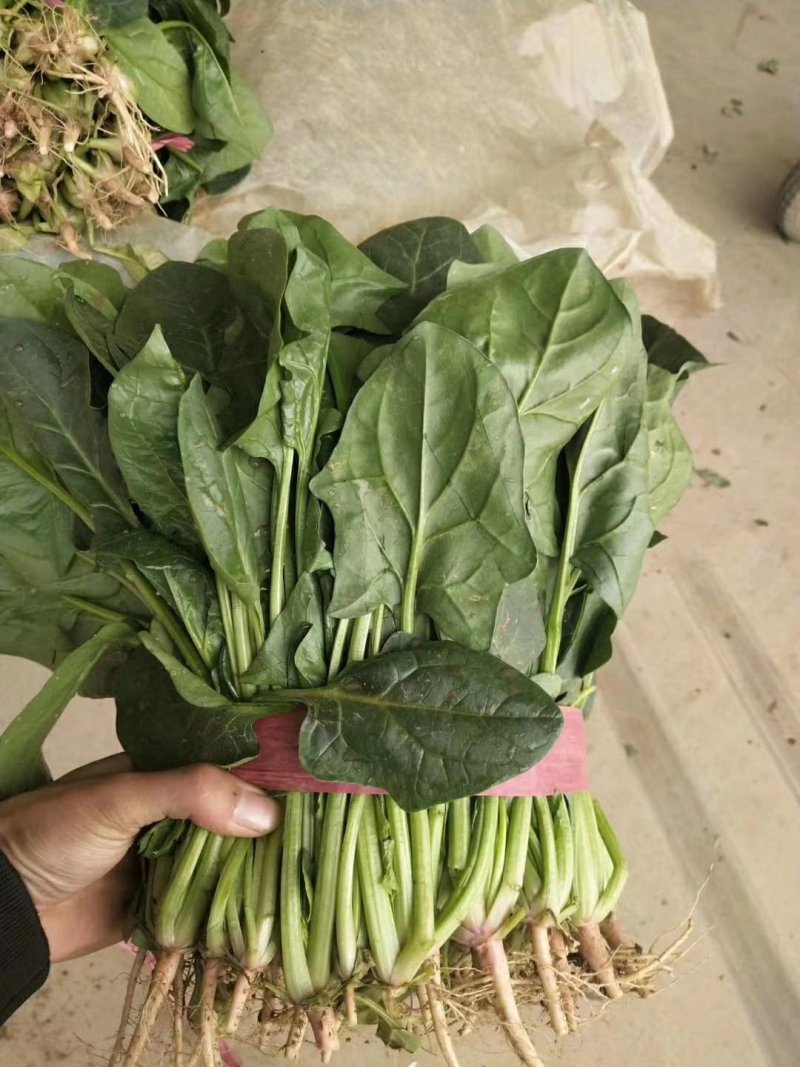 精品，菠菜，可以视频看货，大量现货供应，